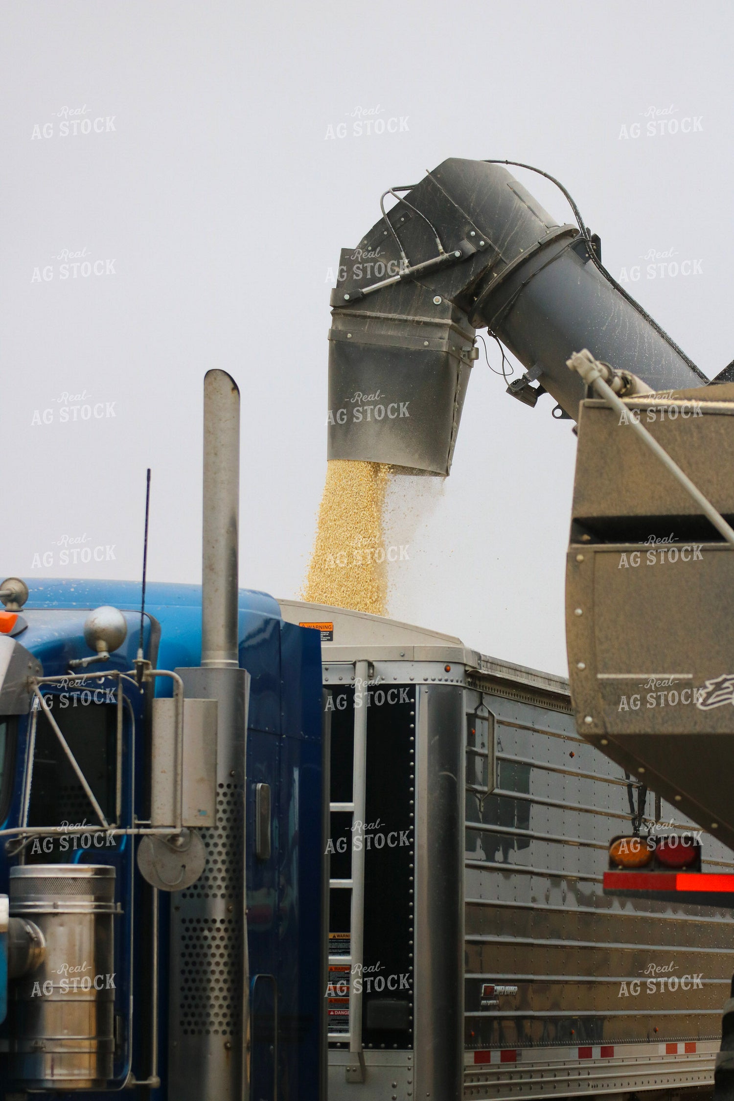 Unloading Harvested Corn into Semi 82336