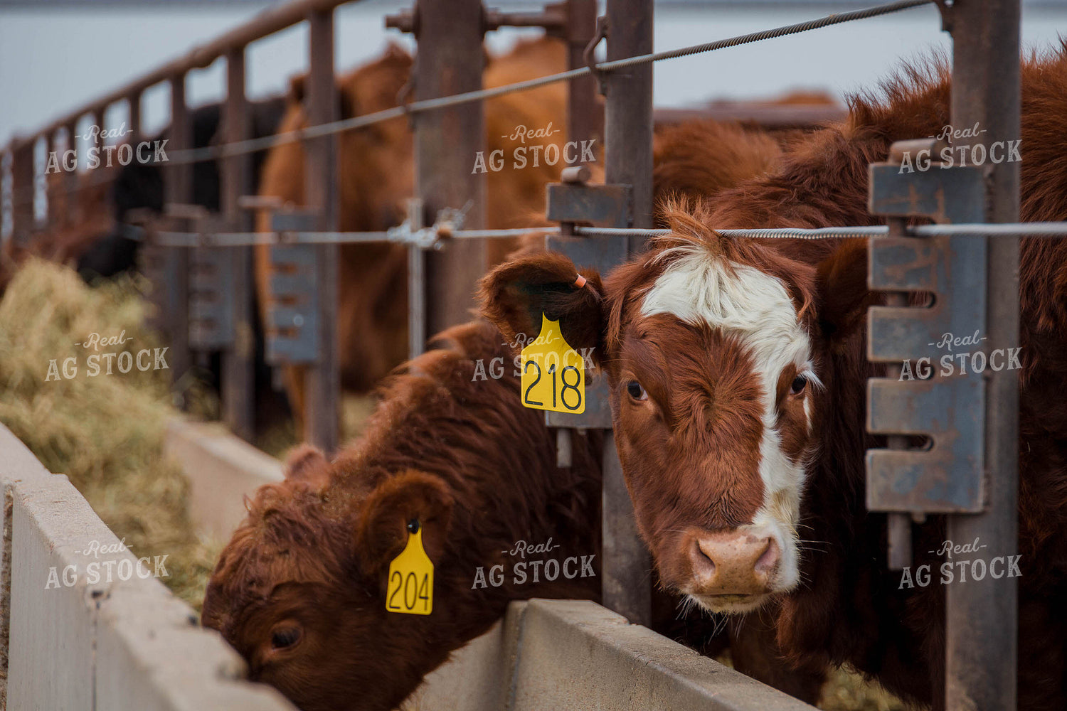 Cattle in Farmyard 97108