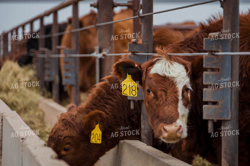 Cattle in Farmyard 97108