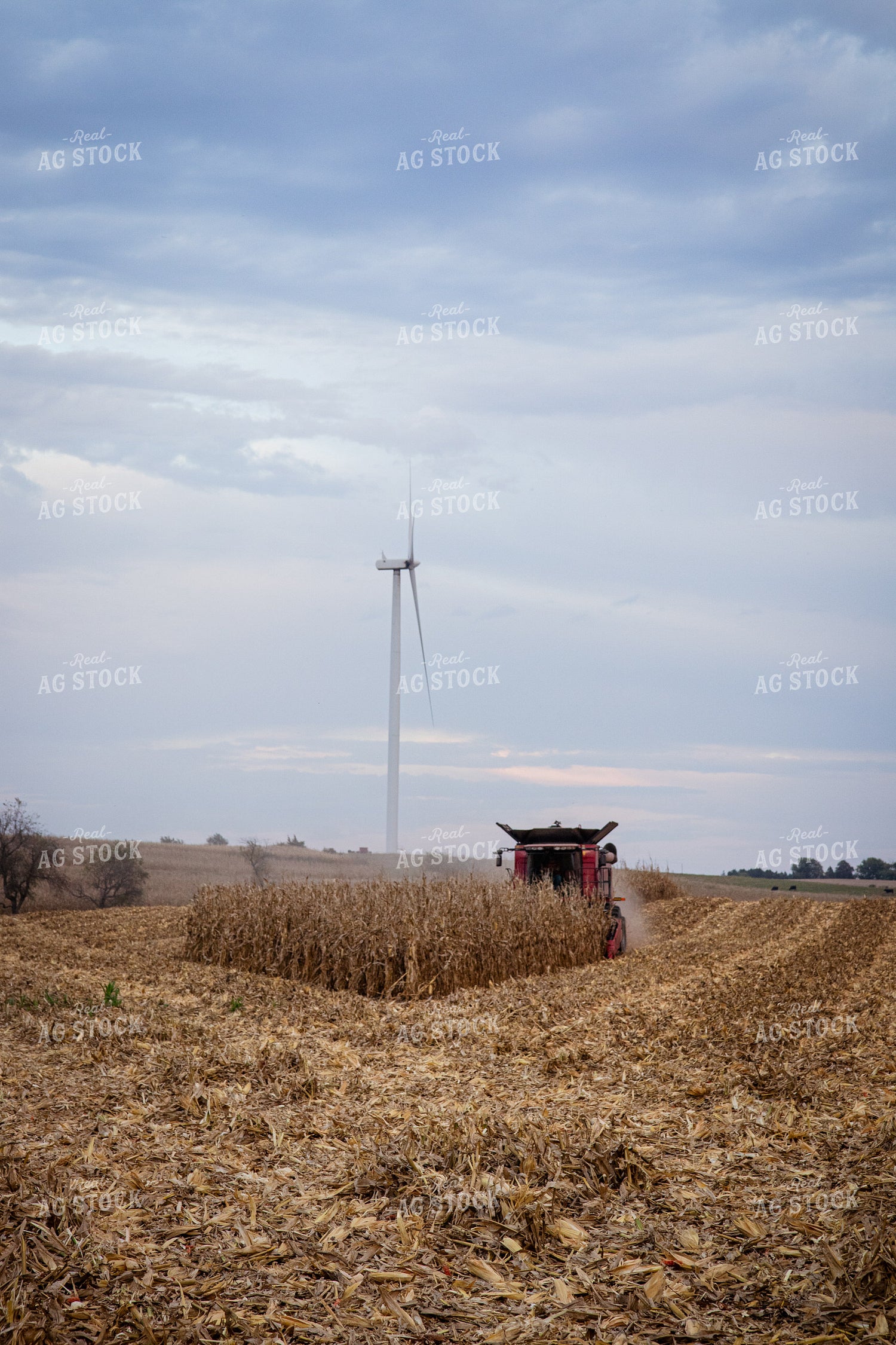 Corn Harvest 268223