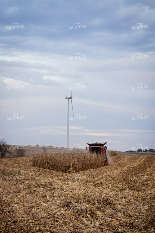 Corn Harvest 268223