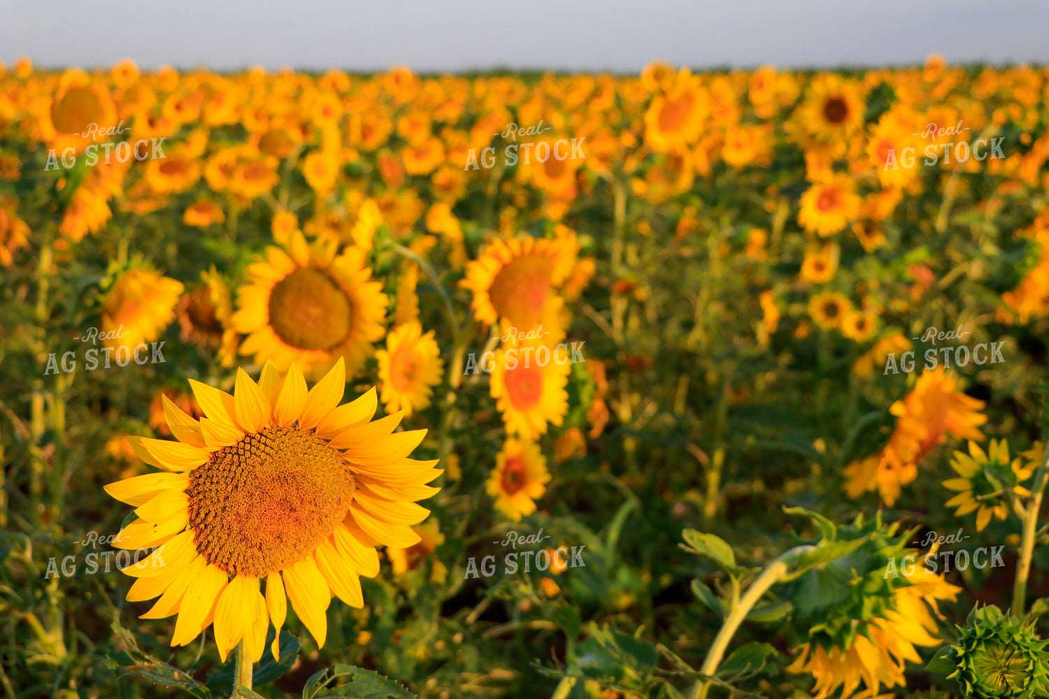 Sunflower Field 60030