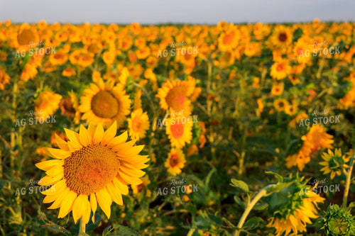 Sunflower Field 60030