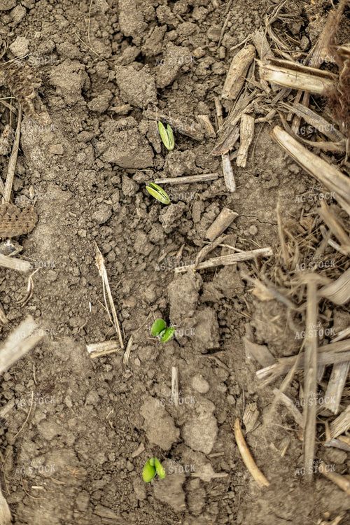 Early Season Soybeans 93289
