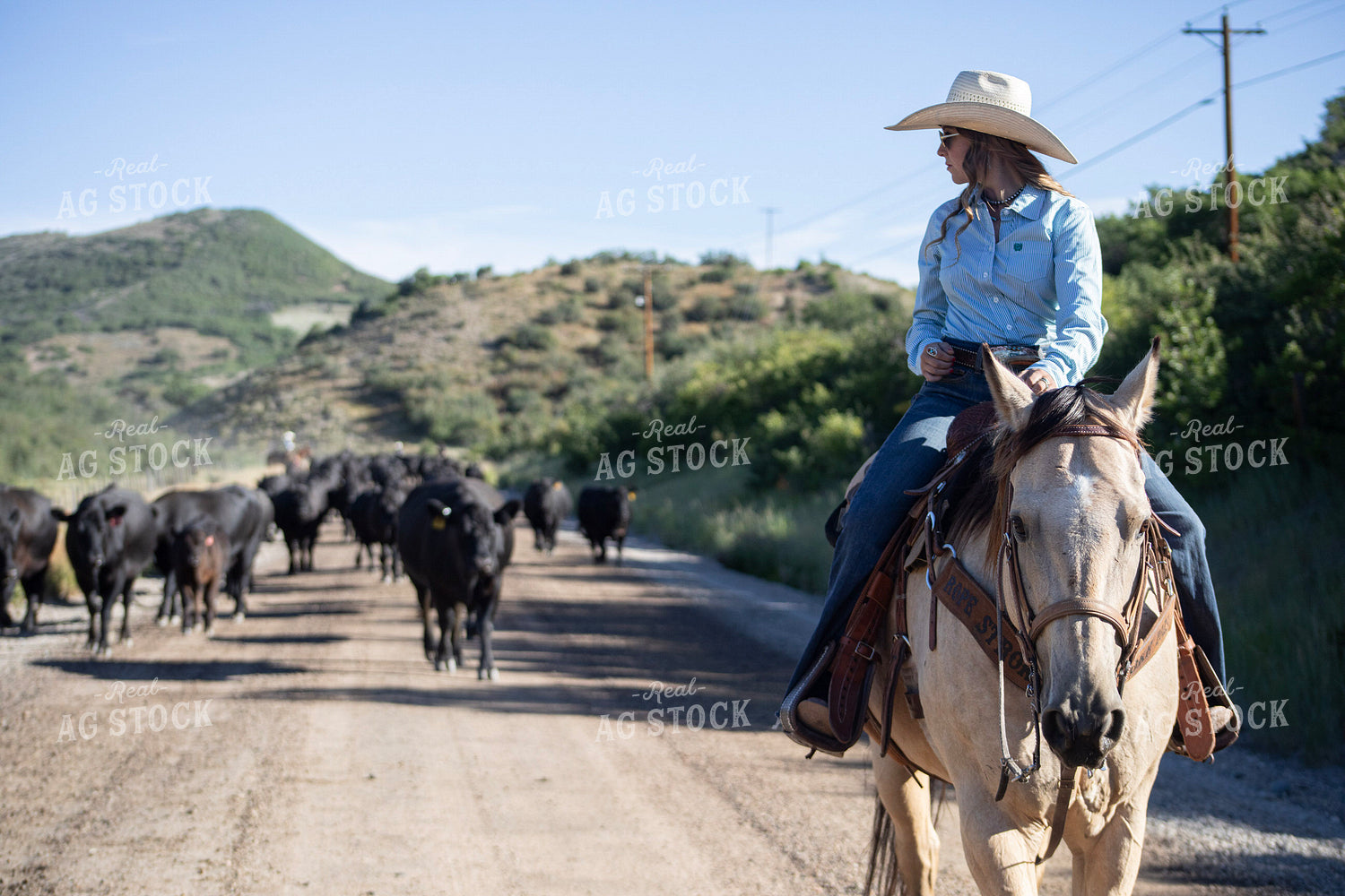 Cowgirl on Cattle Drive 117383