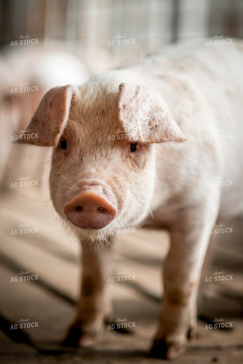Piglet 250164