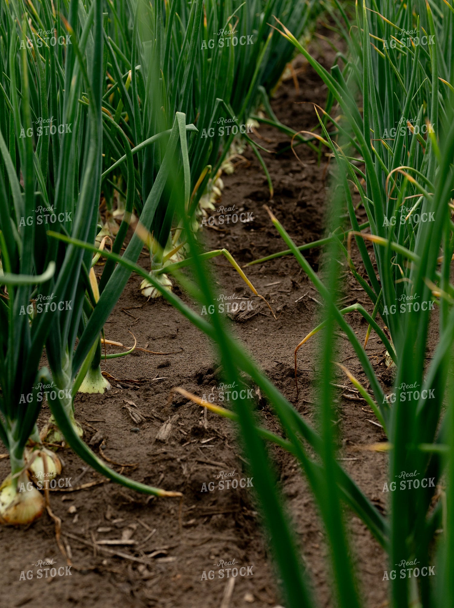 Onion Field 185161