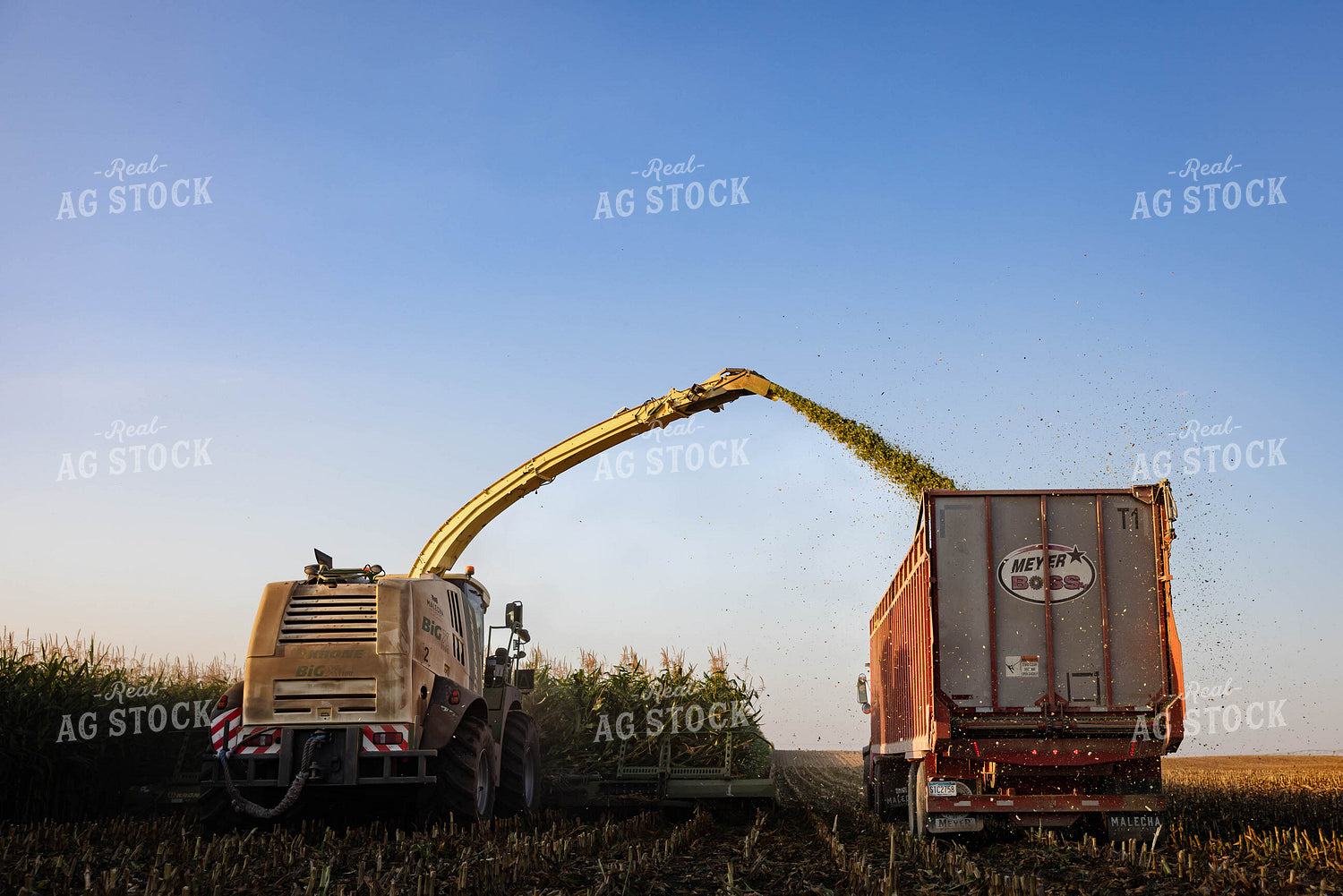 Chopping Corn Silage 152550