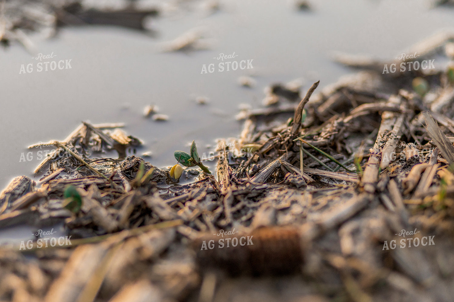Early Season Soybeans 93272