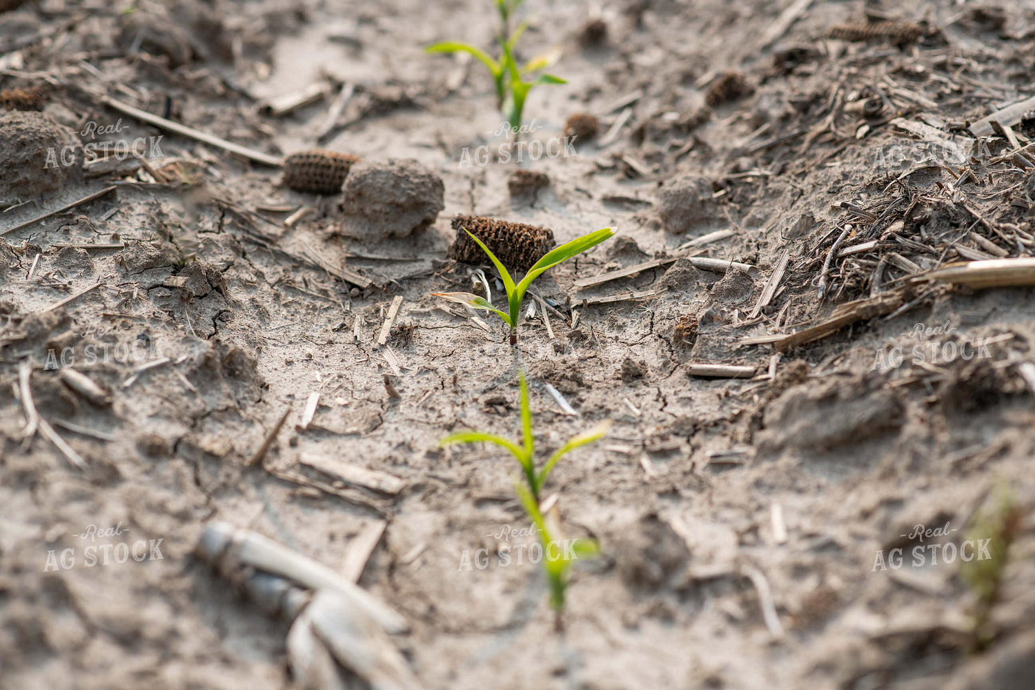 Emerging Corn 76678