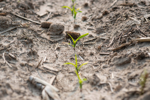 Emerging Corn 76678