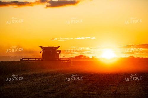 Soybean Harvest 136230