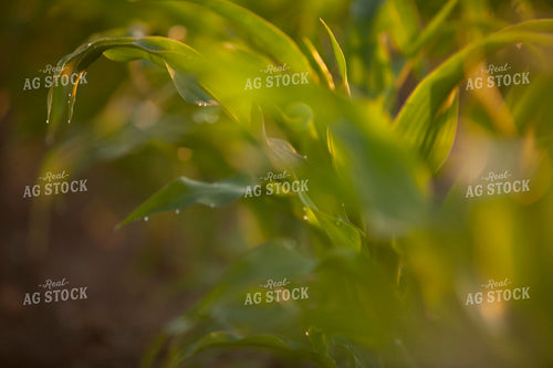 Corn - Mid-Season 1230
