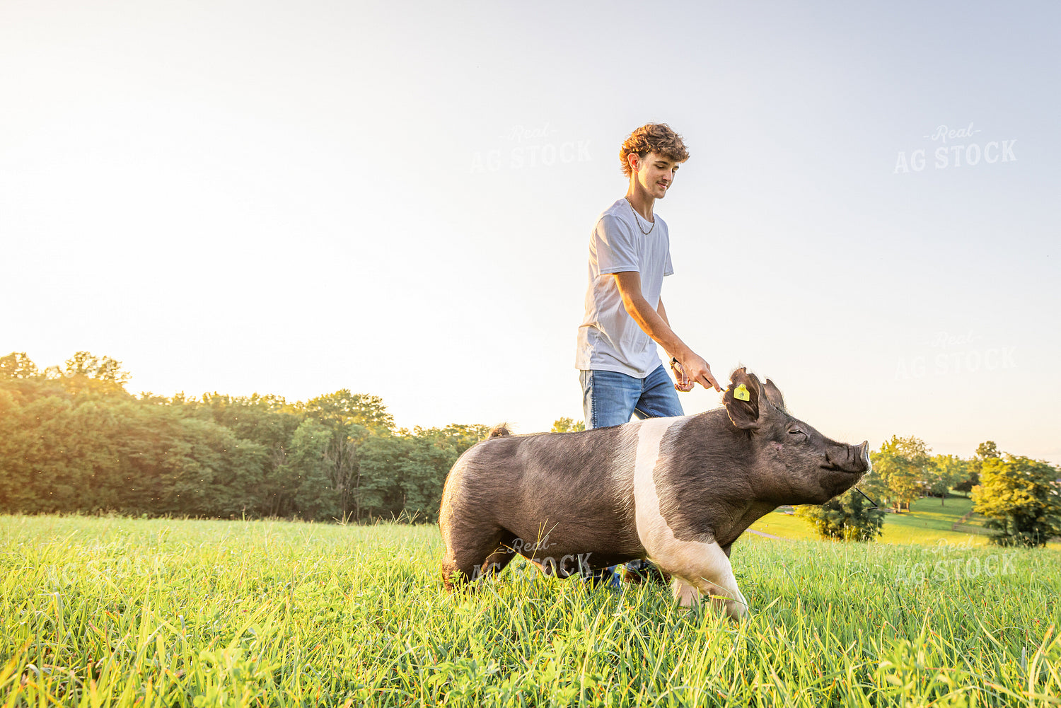 Farm Kid with Show Pig 270087