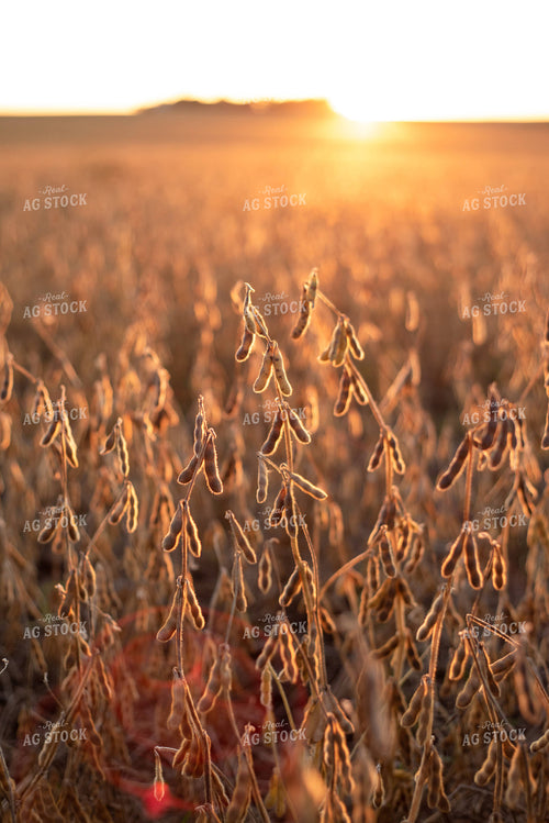 Dried Soybeans at Sunset 76015