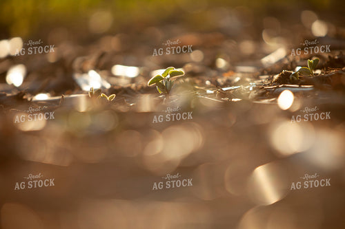 Soybeans - Early Growth 1444