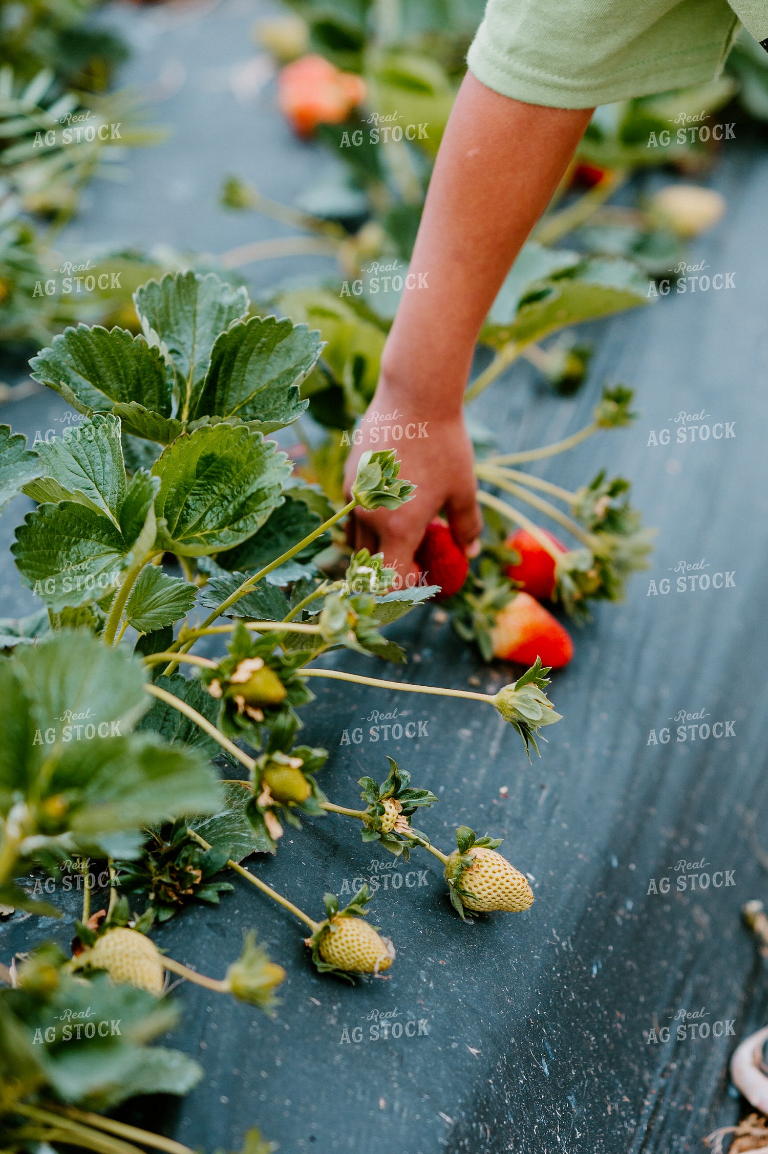 Picking Strawberries 125092