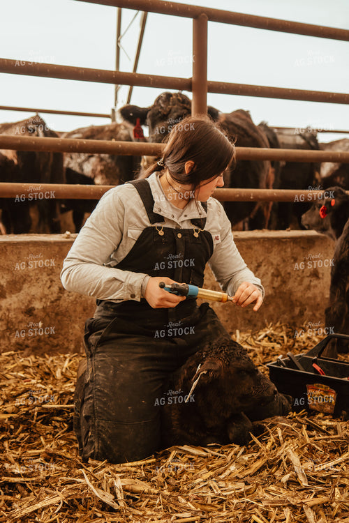 Vaccinating Calves 67647
