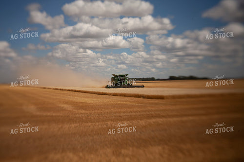 Wheat 2147