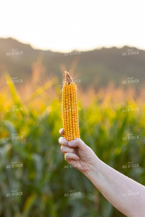 Dented Corn 52766