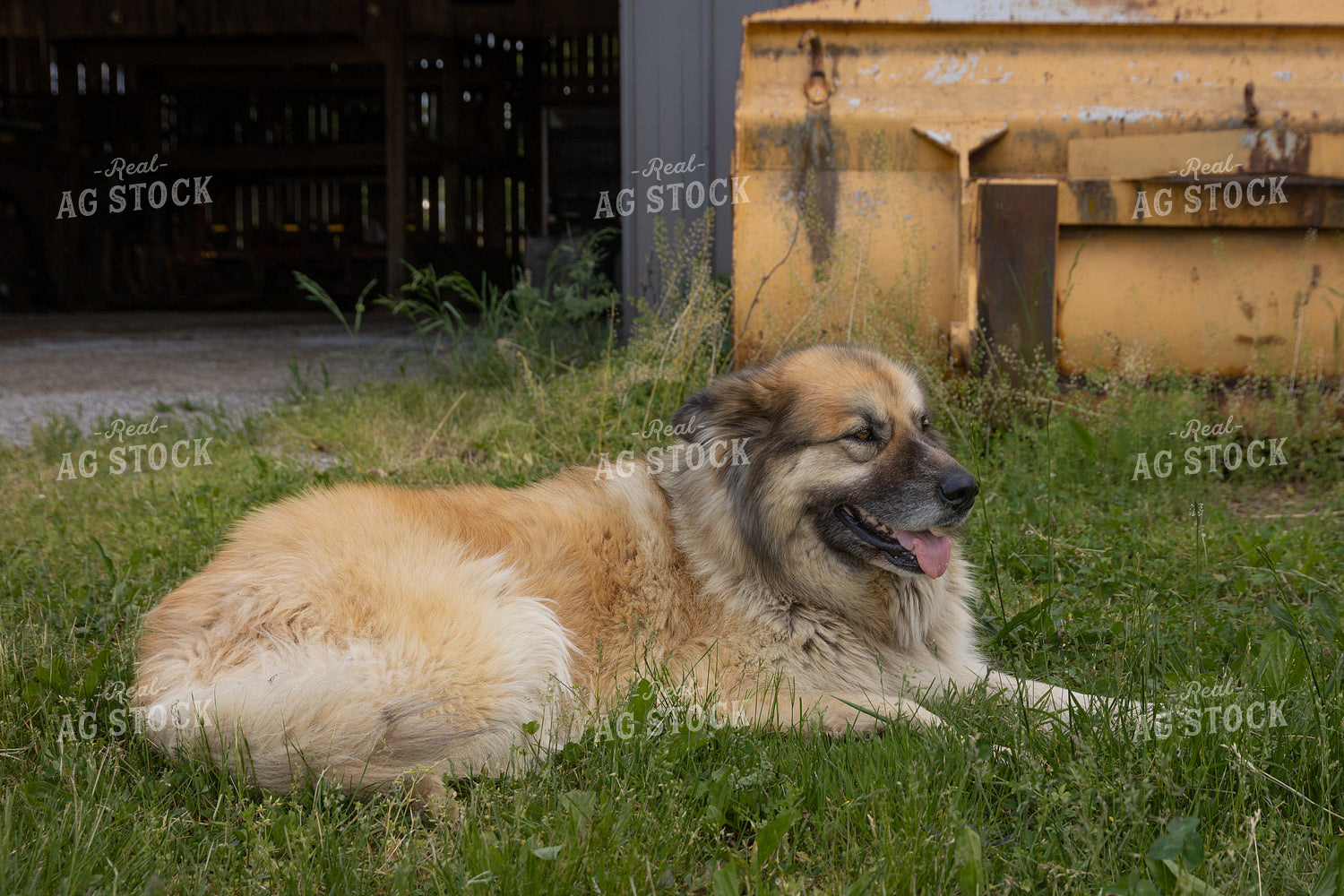 Farm Dog 52369