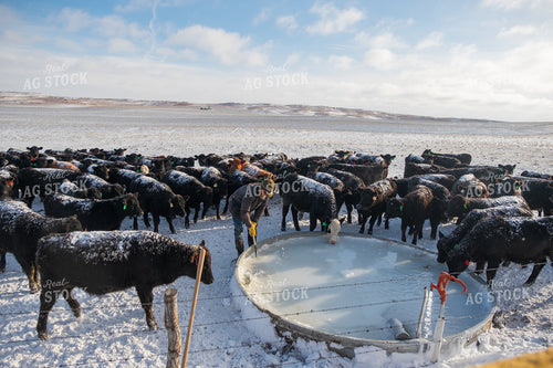 Rancher Breaking Ice on Cattle Waterer Winter 71008