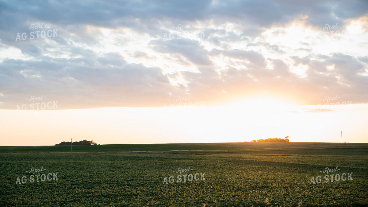 Early-Season Soybean Field at Sunset 401019