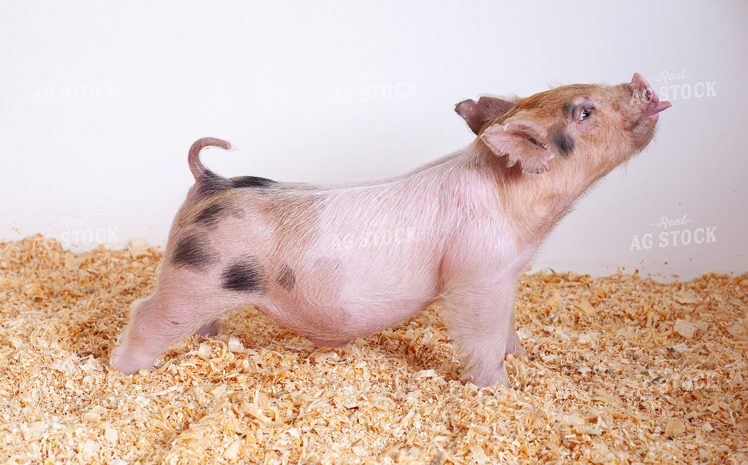 Piglet 132236
