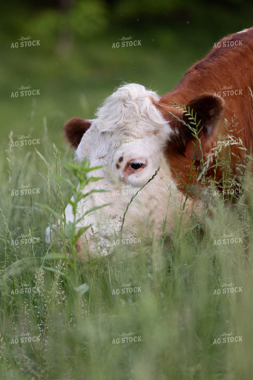 Hereford Cow 52388
