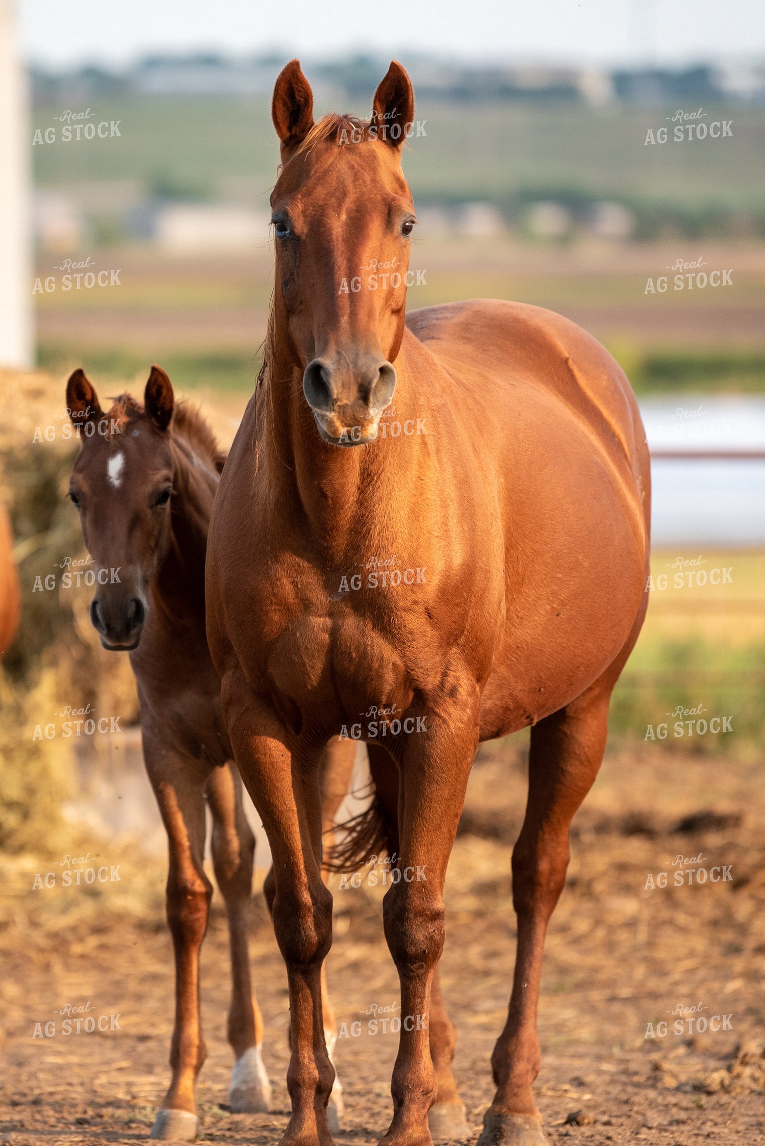 Horse and Foal 176013