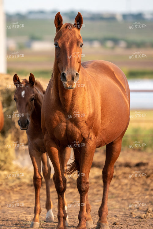 Horse and Foal 176013