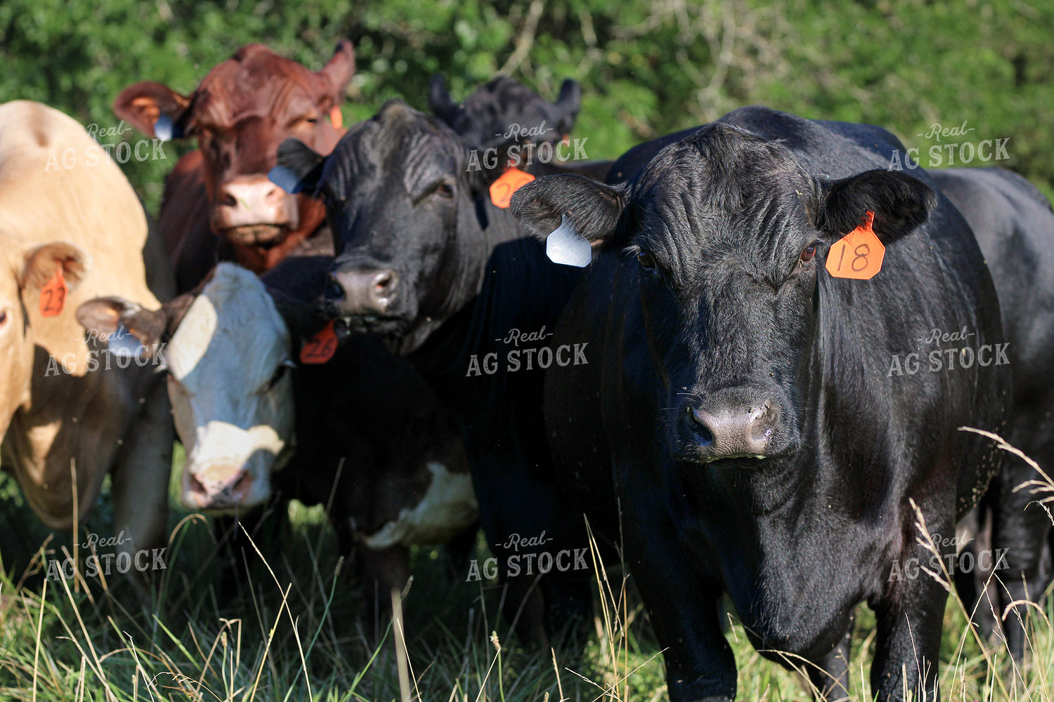 Cattle on Pasture 182022