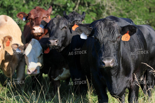 Cattle on Pasture 182022