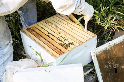 Harvesting Honey 161007