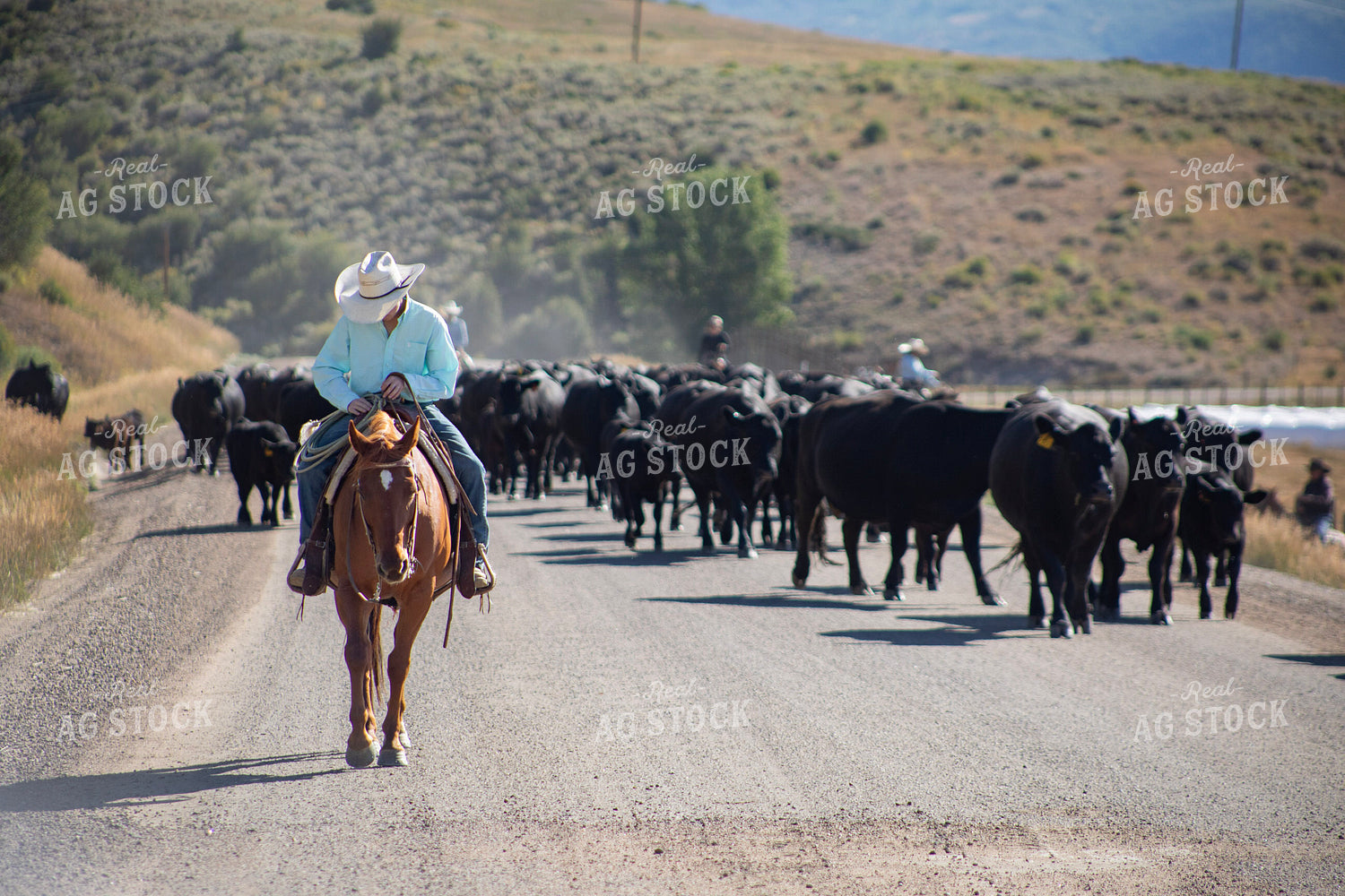 Cowboy on Cattle Drive 117410
