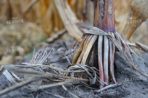 Corn Roots 156053