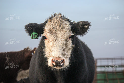 Black Baldy Cattle 155004