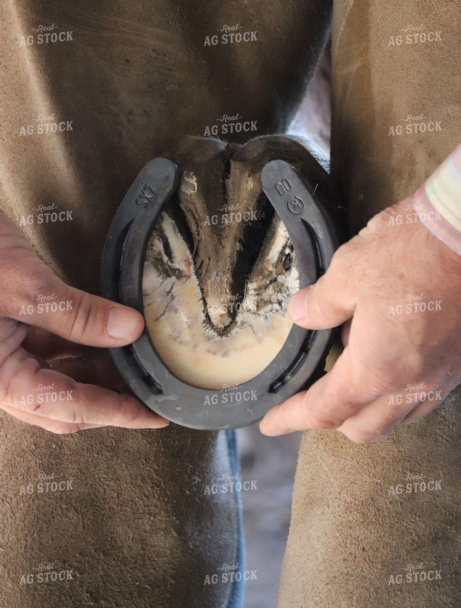 Farrier Fitting a Horseshoe 256024