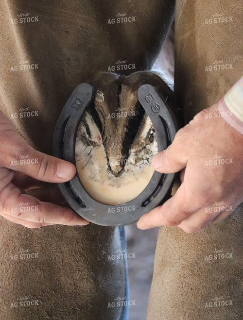 Farrier Fitting a Horseshoe 256024