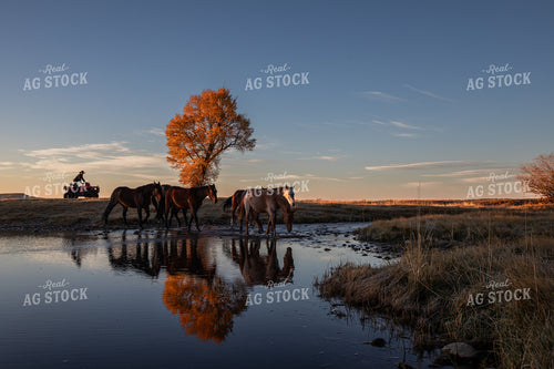 Moving Horses 304016
