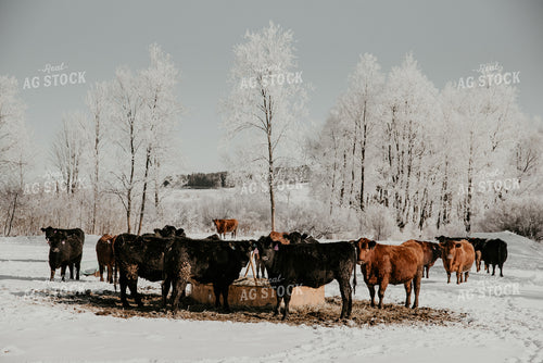 Angus Cattle in Snowy Pasture 118000