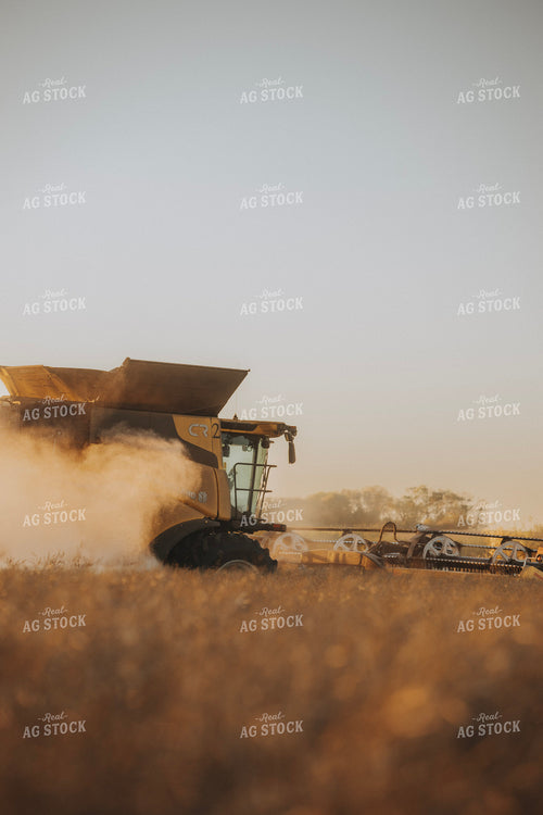 Canola Harvest 187431