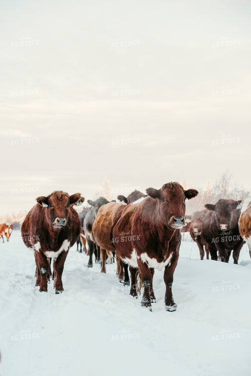 Crossbred Cow Walking in Snow 64306