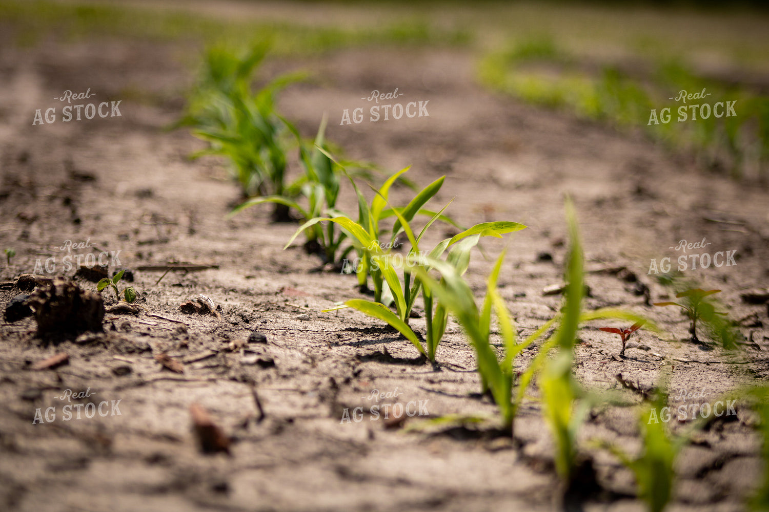 Early Growth Corn in Dry Field 214311