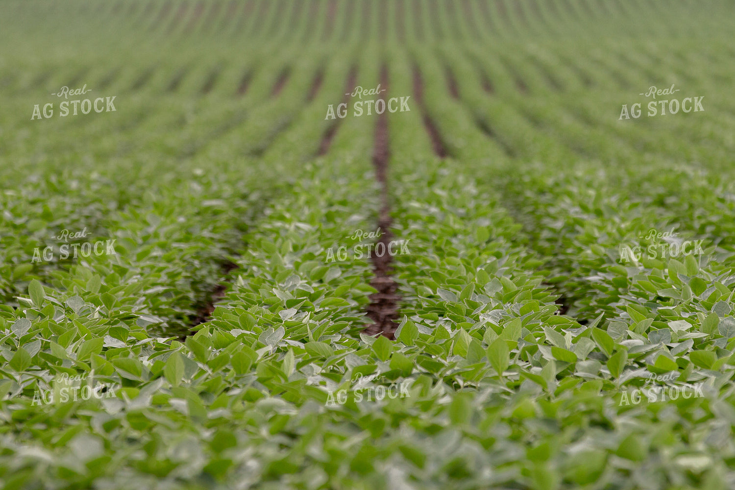 Mid-Season Soybean Field 157228