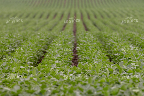 Mid-Season Soybean Field 157228