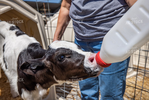 Farmer Bottle Feeding Calf 270346