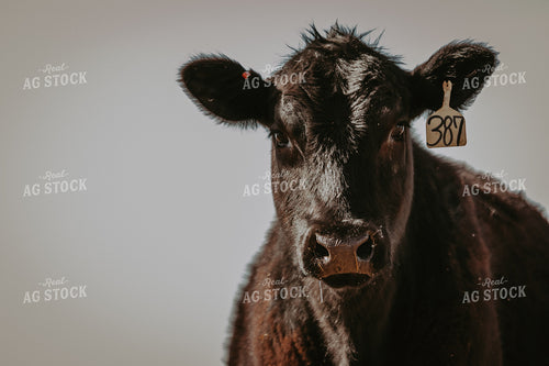 Cattle on Pasture 202007