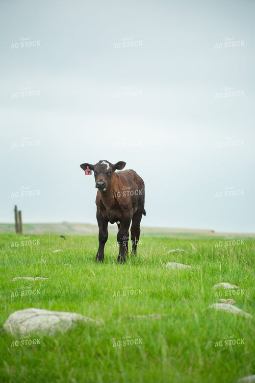 Cattle on Pasture 155631