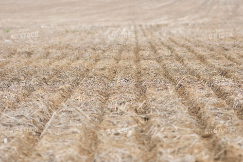 Tilled Soybean Field 146000